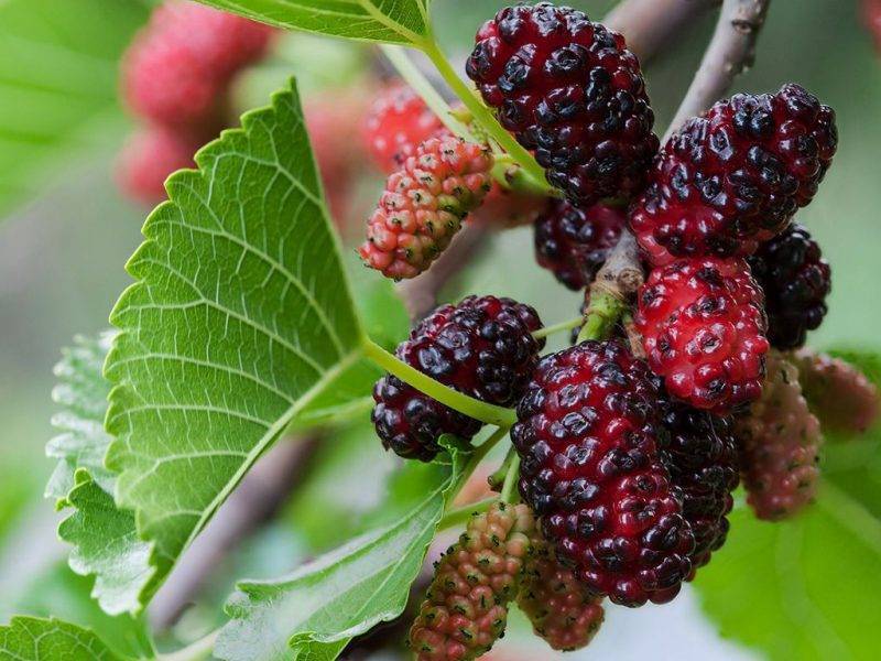 Шелковица купить саженцы из питомнике в Тюмени