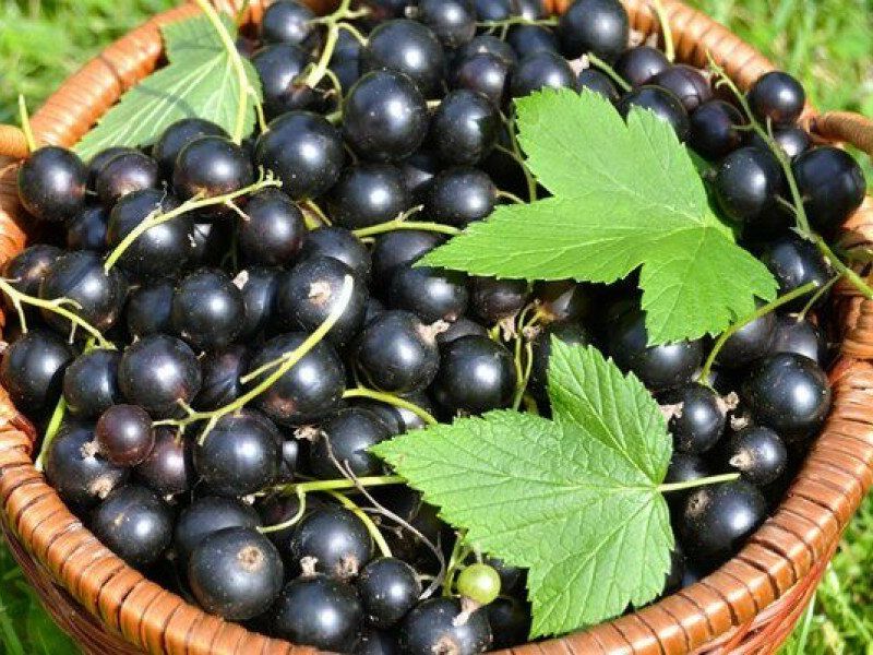Смородина купить саженцы из питомника в Тюмени