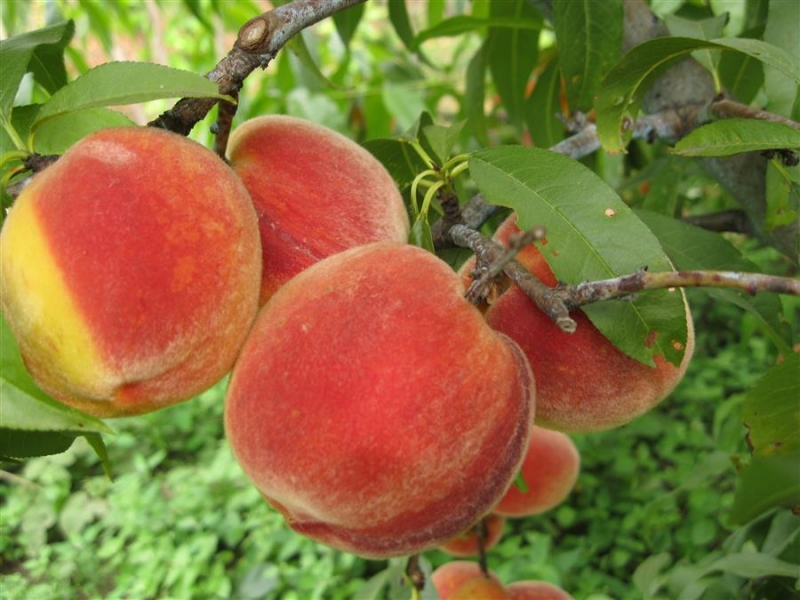 ПЕРСИК купить саженцы из питомника