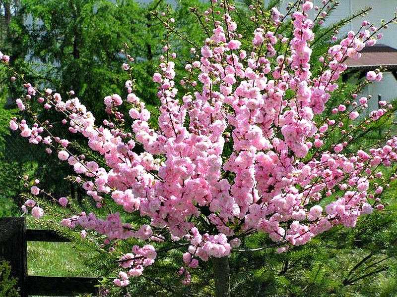 Миндаль купить саженцы из питомника в Тюмени