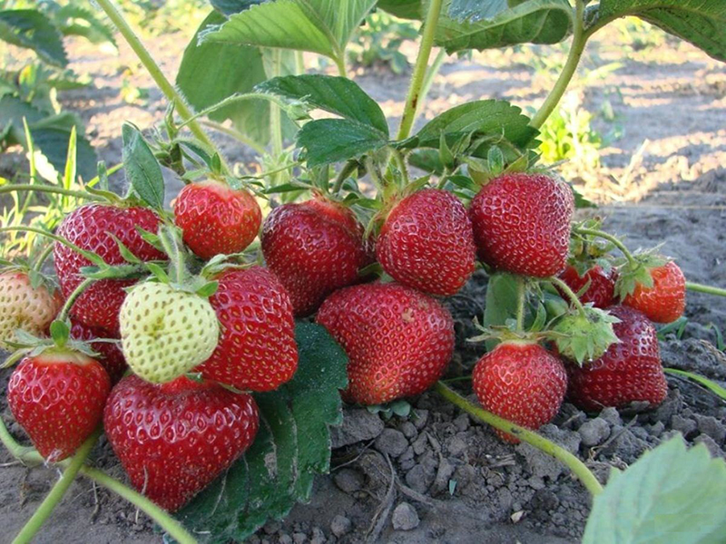 Клубника купить саженцы из питомника в Тюмени