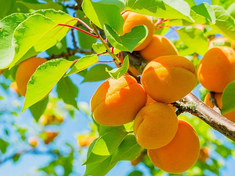 Абрикос купить саженцы из питомнике в Тюмени