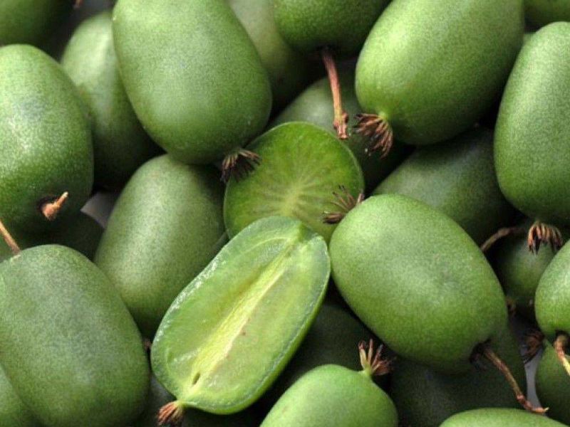 Актинидия купить саженцы из питомнике в Тюмени