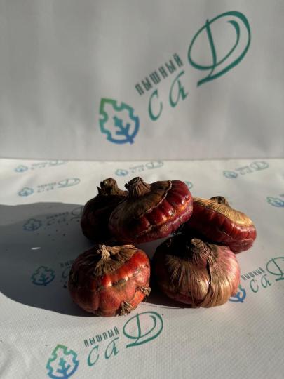 Гладиолус Блю Берд (5 шт. луковиц в упаковке)