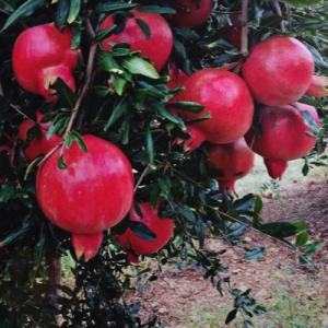 Гранат "ЧЕРНОМОРСКИЙ"